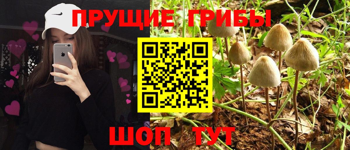Псилоцибиновые грибы мицелий Липецк